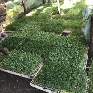 WhatsApp Image 2026-01-22 at 1.25.08 AM