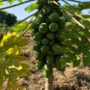 WhatsApp Image 2026-01-22 at 1.28.27 AM (4)