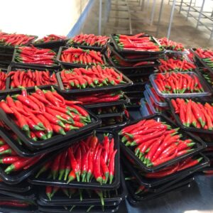 WhatsApp Image 2026-01-22 at 1.42.01 AM