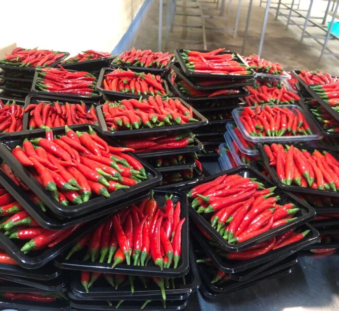 WhatsApp Image 2026-01-22 at 1.42.01 AM